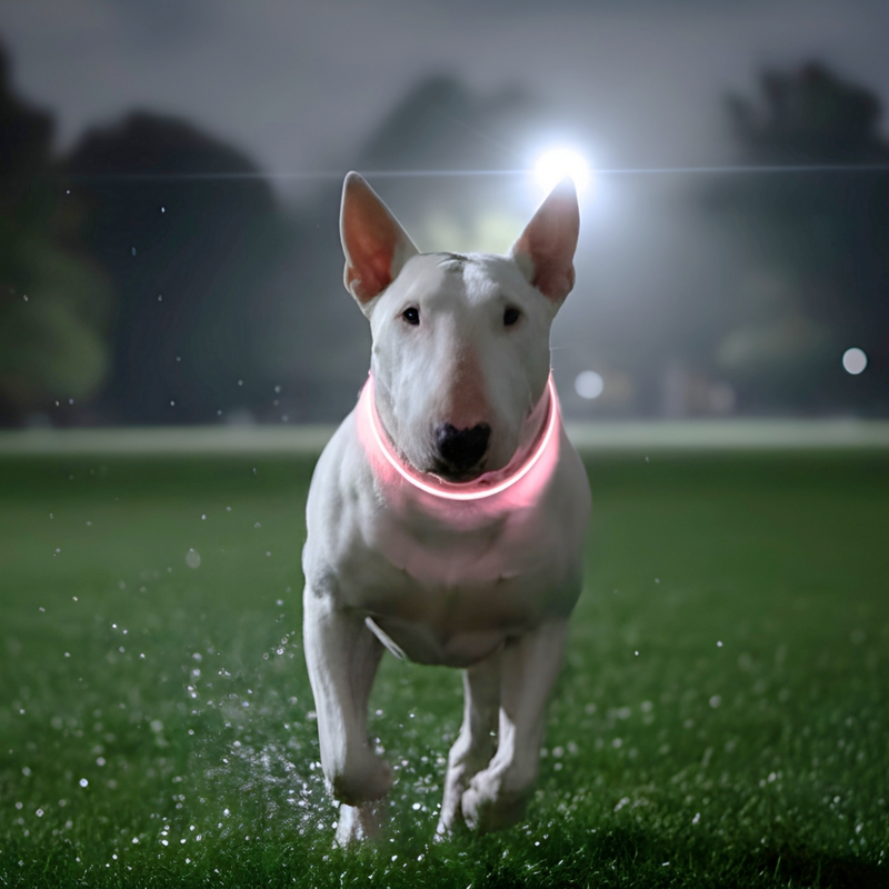 LED Light Up Combat® Collars
