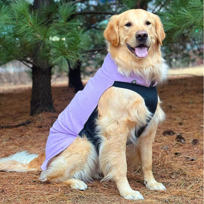 Dog with pink comb next to pile of its own fur