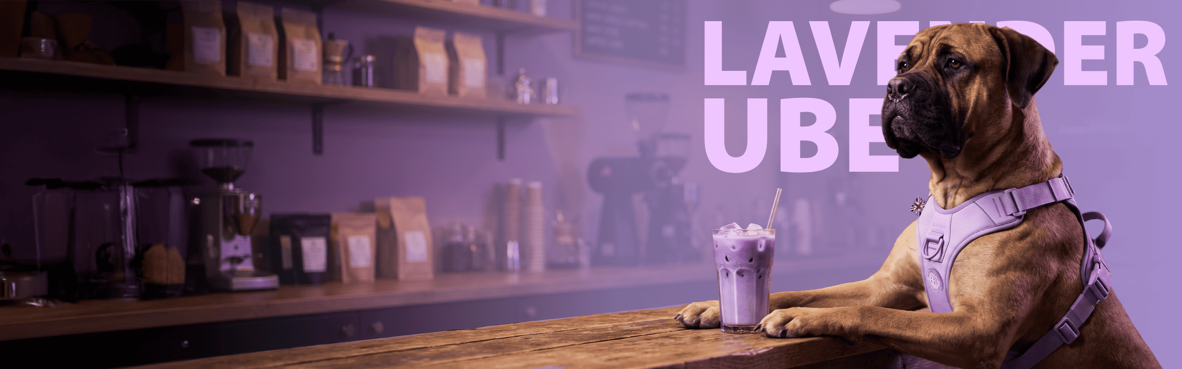 dog wearing Lavender colour harness sitting in a coffee bar