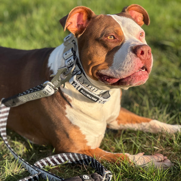 4cm Limited Edition Collar Width & Adjustable Lead Set