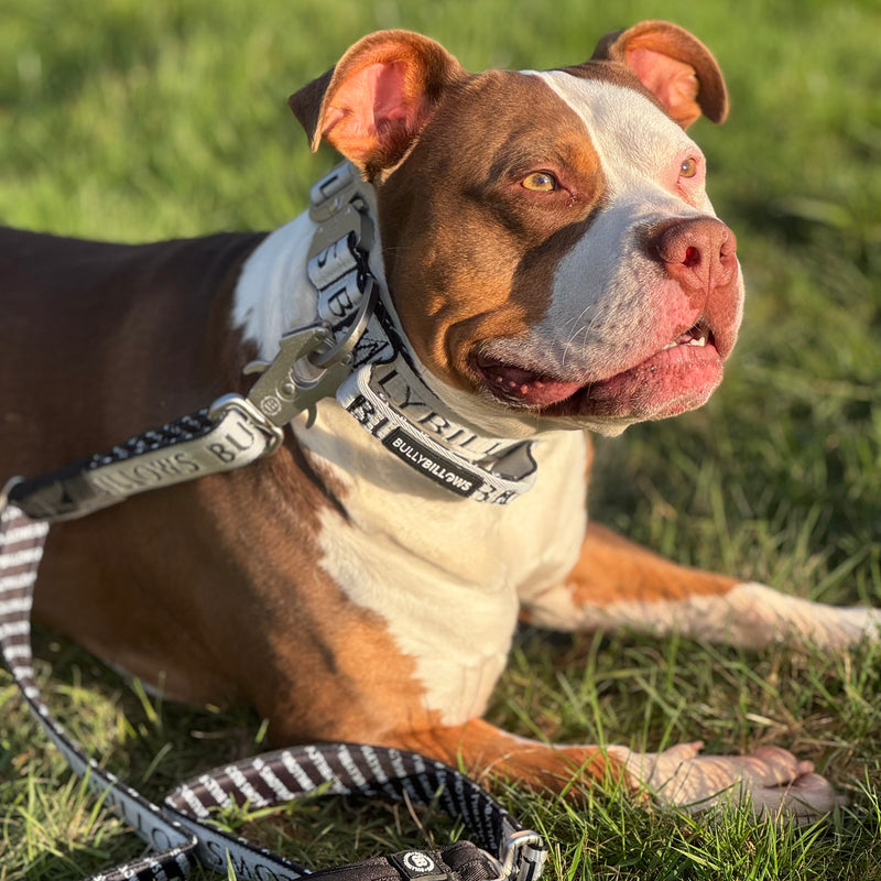 4cm Limited Edition Collar Width & Adjustable Lead Set