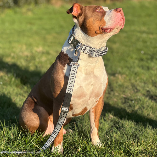 4cm Limited Edition Collar Width & Adjustable Lead Set