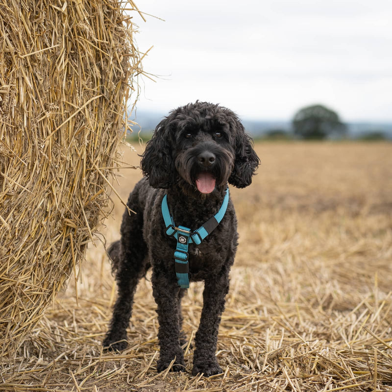 Anti-Pull TRI-Harness® | Training Dog Harness for All Breeds - Blue