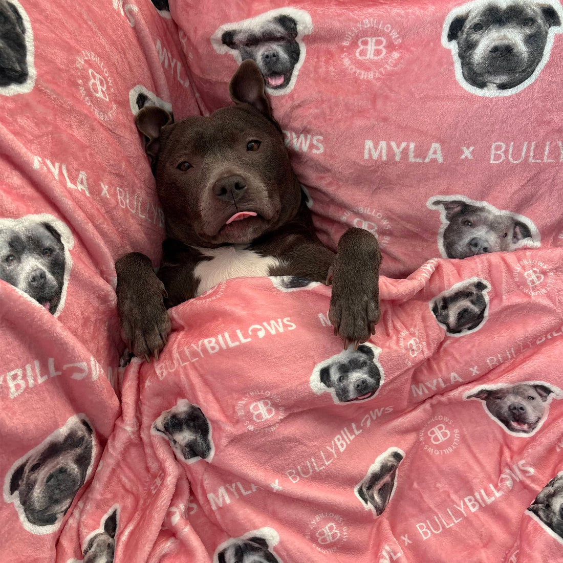 Dark brown Staffordshire Bull Terrier  lying on a pink BullyBillows blanket featuring black and white dog‑face pattern and printed logo, looking relaxed indoors.