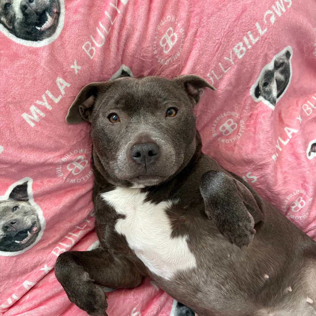 Grey Staffordshire Bull Terrier named Myla lying on a pink BullyBillows blanket featuring black and white dog‑face pattern and printed logo, looking relaxed indoors.