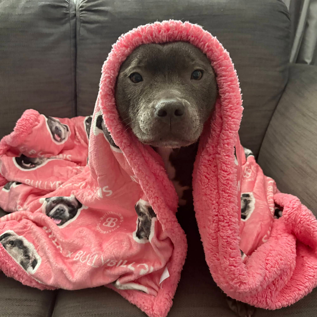 Grey Staffordshire Bull Terrier wrapped in a pink BullyBillows blanket with black cartoon dog‑face pattern, sitting on a grey sofa indoors.