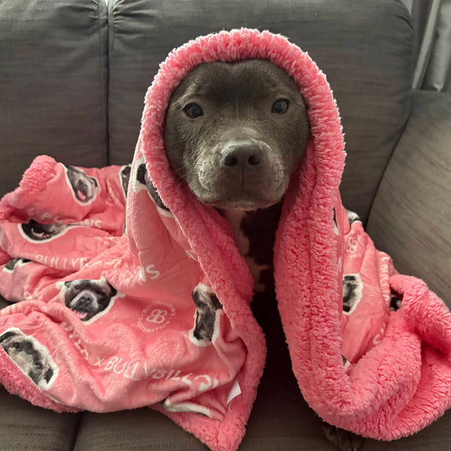 Grey Staffordshire Bull Terrier wrapped in a pink BullyBillows blanket with black cartoon dog‑face pattern, sitting on a grey sofa indoors.