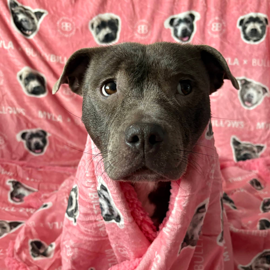Grey Staffordshire Bull Terrier named Myla wrapped in a pink BullyBillows blanket with black dog‑face pattern, sitting indoors against a matching pink background.