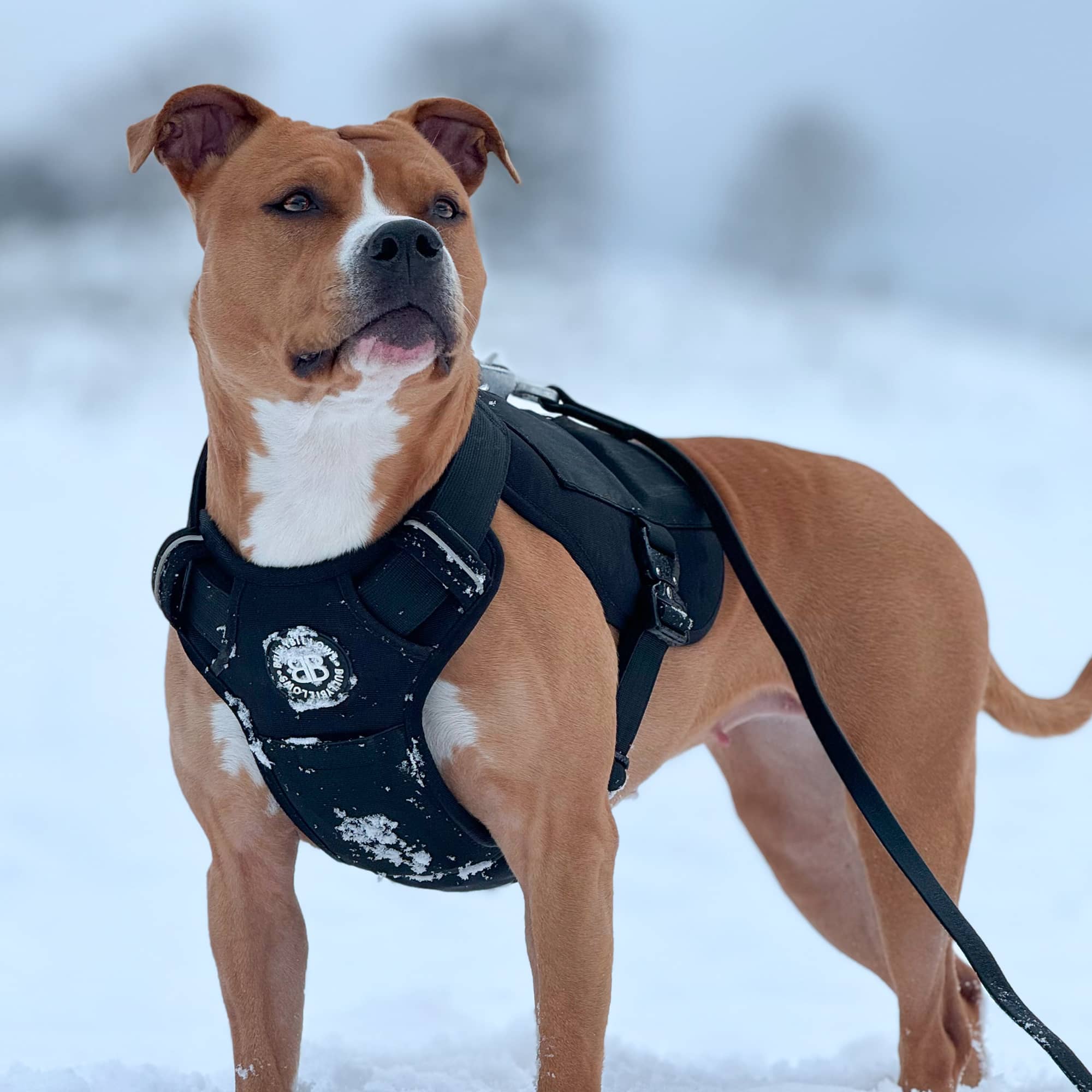 Dog harness with pockets discount