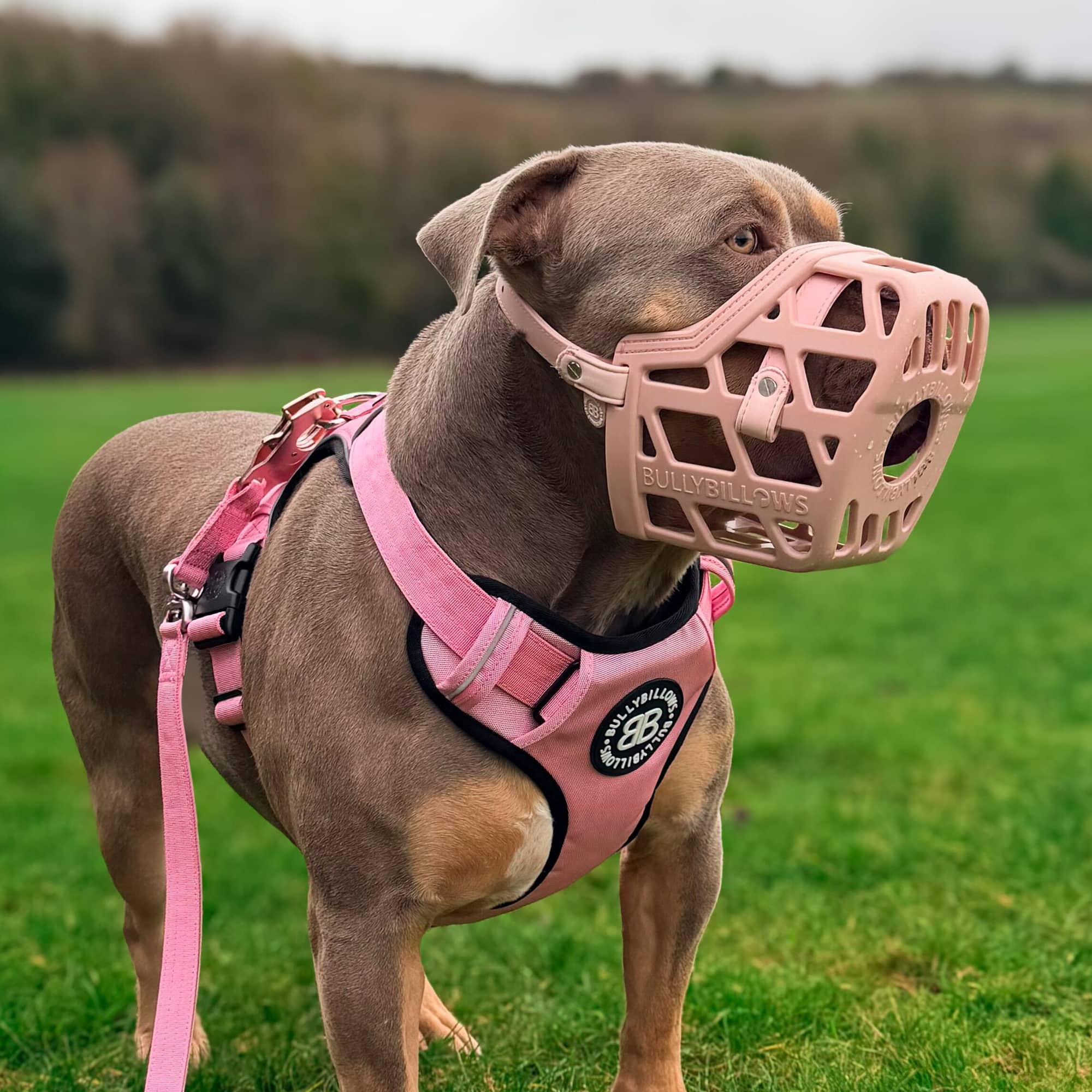 Pull Bull.さま　専用 Premium Comfort Muzzle | x2 Additional Head Straps - Pink