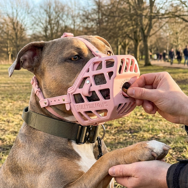 Premium Comfort Muzzle | x2 Additional Head Straps - Tan