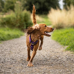 Mini TRI-Harness® | No Pull & Adjustable - Burgundy v2.0