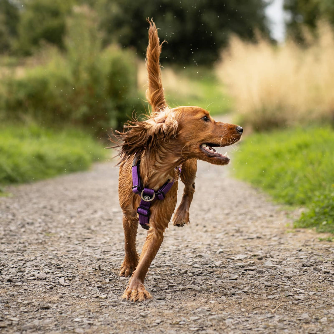 featured image of Anti-Pull TRI-Harness® | Training Dog Harness for All Breeds - Khaki