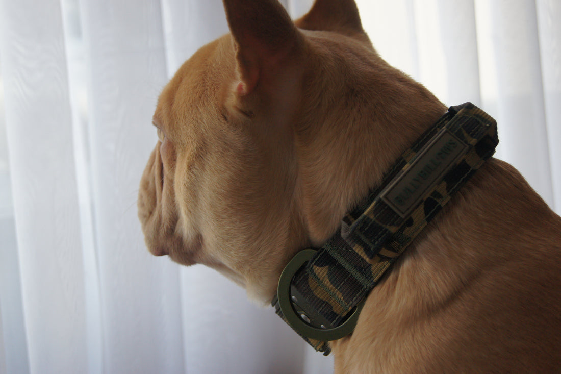 featured image of 5cm Lighter Combat® Collar | With Handle & Secure Clip - Pink Camouflage