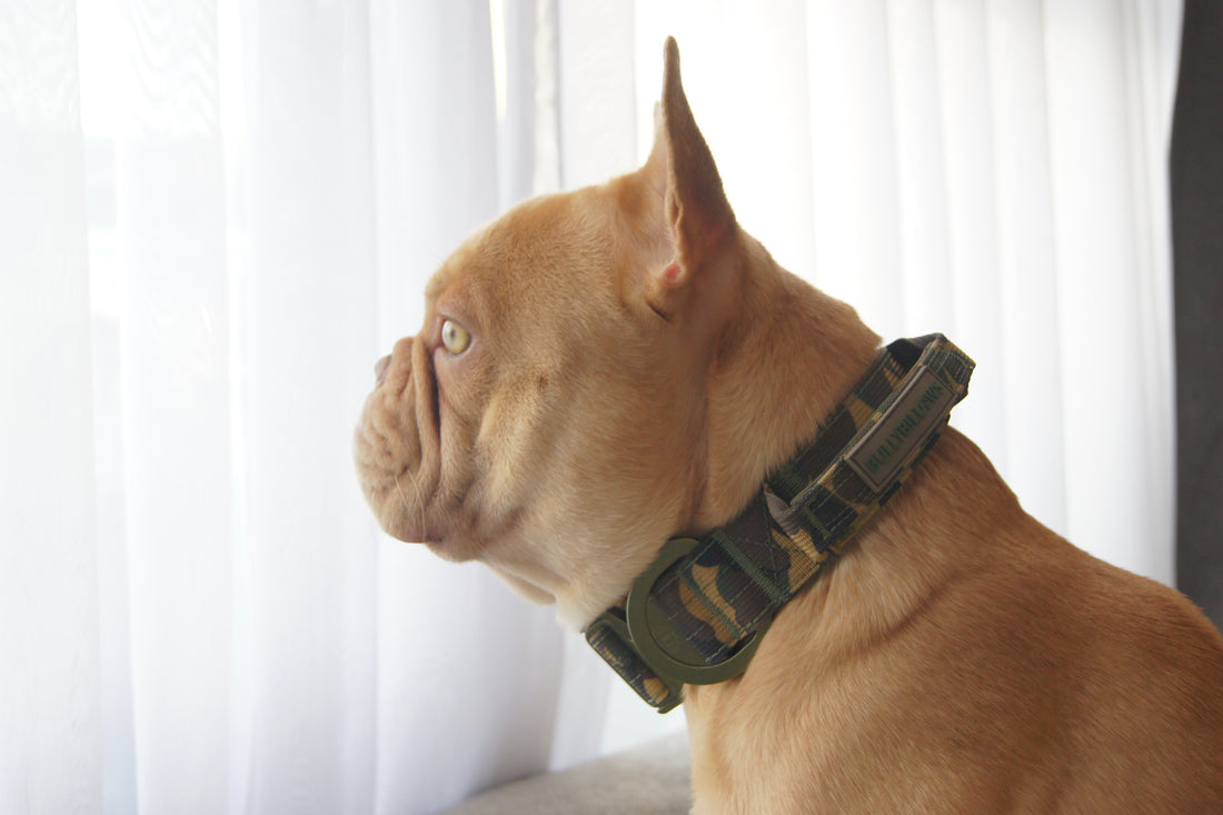 featured image of 5cm Lighter Combat® Collar | With Handle & Secure Clip - Pink Camouflage