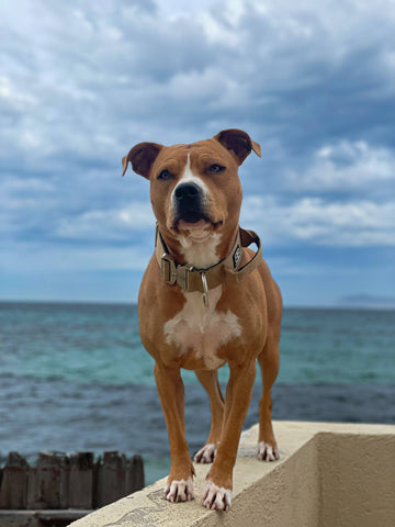 Milla