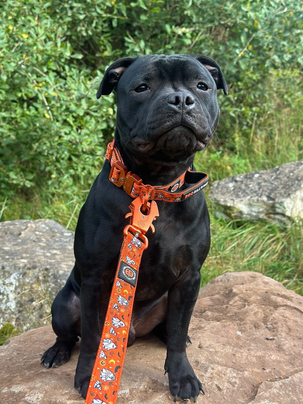 Boulder 😇 & Rocky 