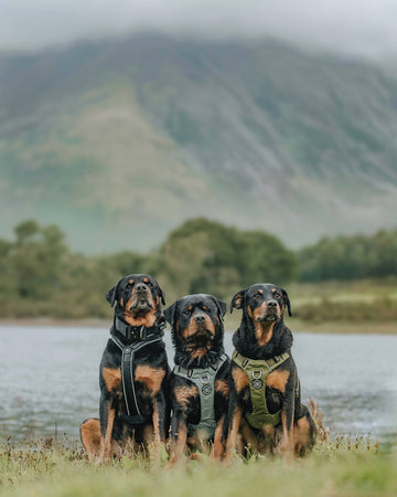 Floyd, Willow & Crowley