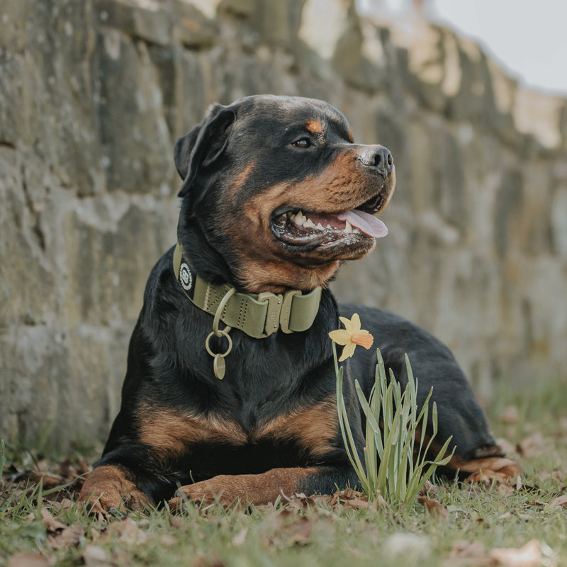 4cm Combat Billowthane® Collar | Waterproof - Khaki