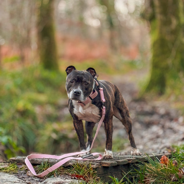 5cm Combat Billowthane® Collar | Waterproof | Pink