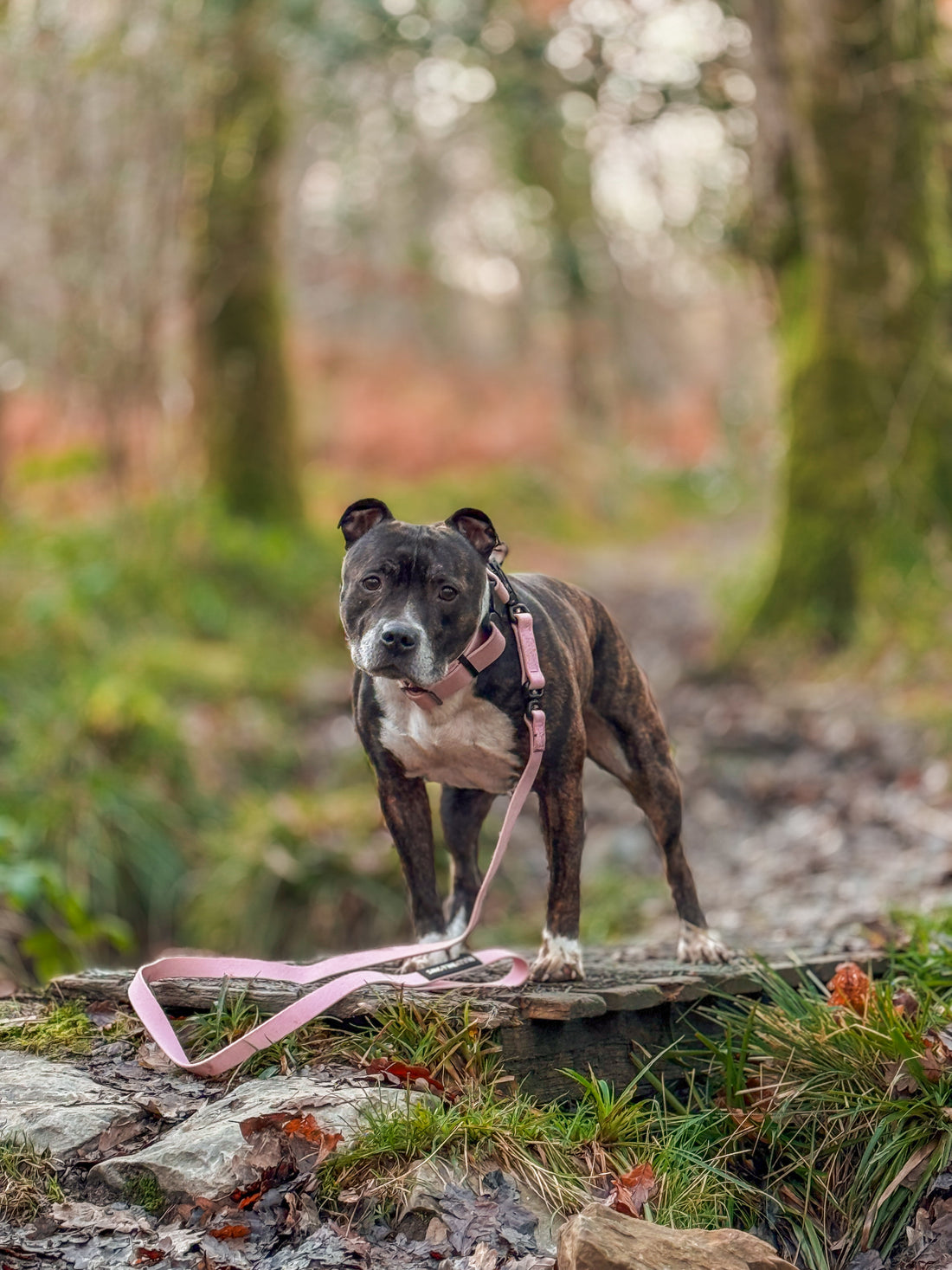 featured image of 2.5cm Combat Billowthane® Collar | Waterproof | With Handle & Secure Clip - Pink