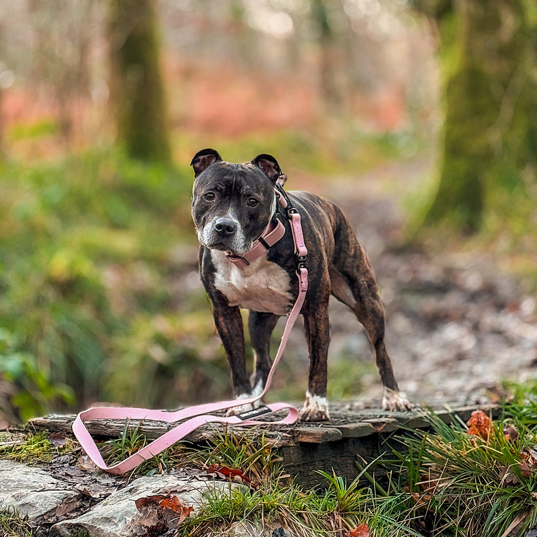 featured image of 5cm Combat Waterproof Collar | Billowthane®