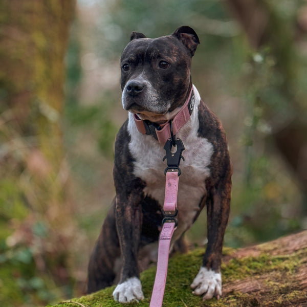 5cm Combat Billowthane® Collar | Waterproof | Pink