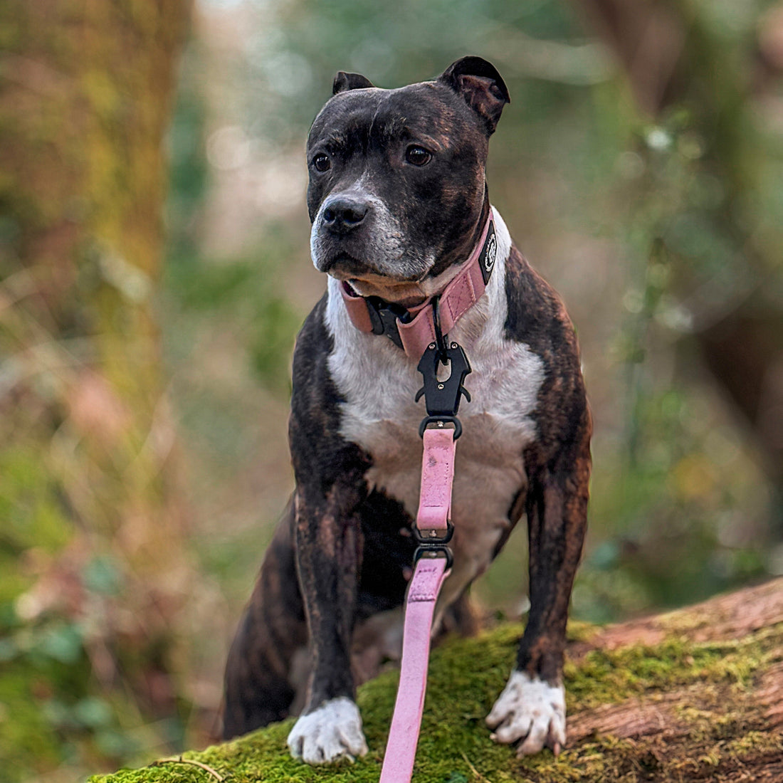 featured image of 5cm Combat Waterproof Collar | Billowthane®