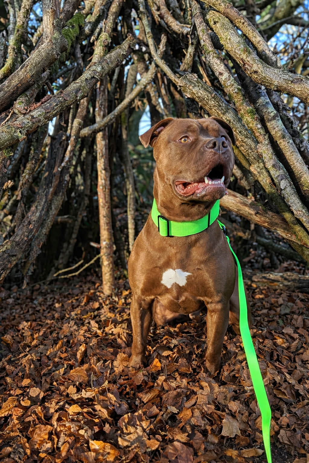featured image of 2.5cm Combat Billowthane® Collar | Waterproof | With Handle & Secure Clip - NEON Green