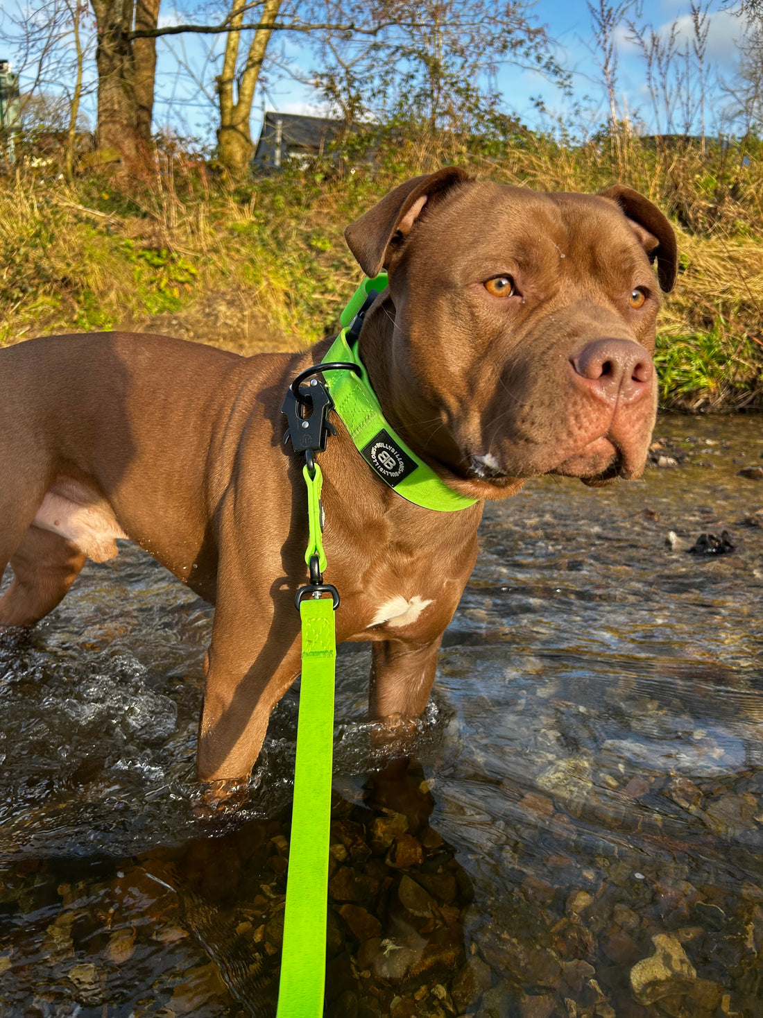 featured image of 2.5cm Combat Billowthane® Collar | Waterproof | With Handle & Secure Clip - NEON Green