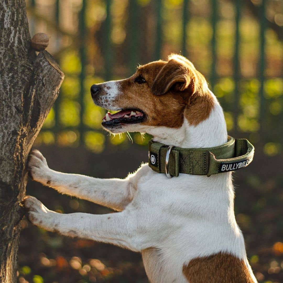 featured image of 4cm Pin Buckle Collar | With Handle