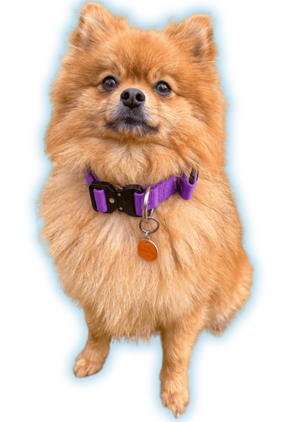photo of Pomeranians