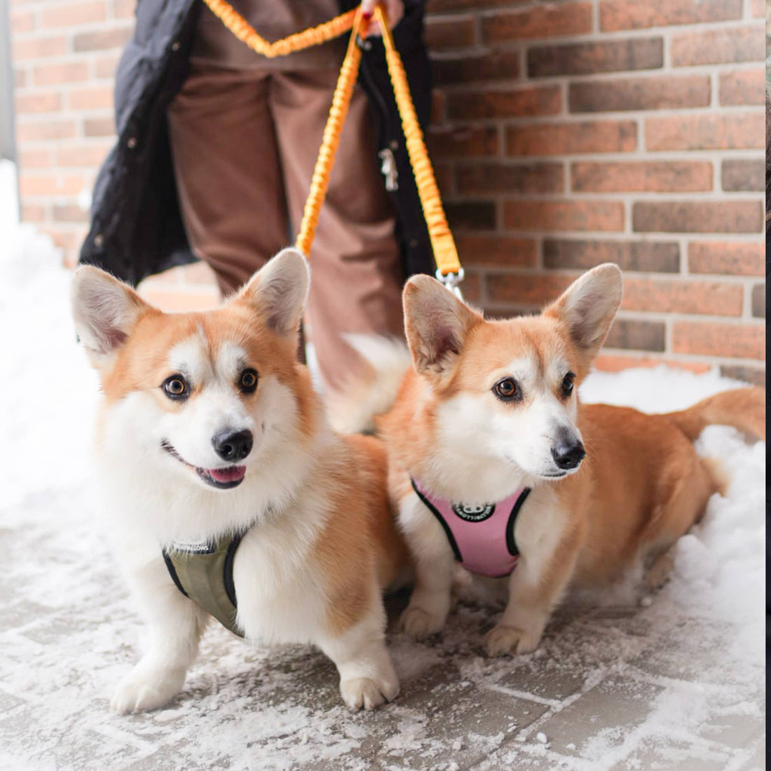 featured image of Premium Comfort Herringbone Harness | Non Restrictive - Soft Pink