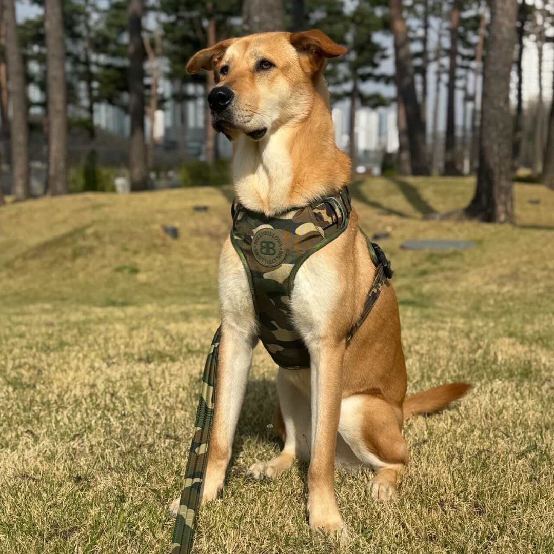 featured image of Comfort Premium Harness | Non Restrictive