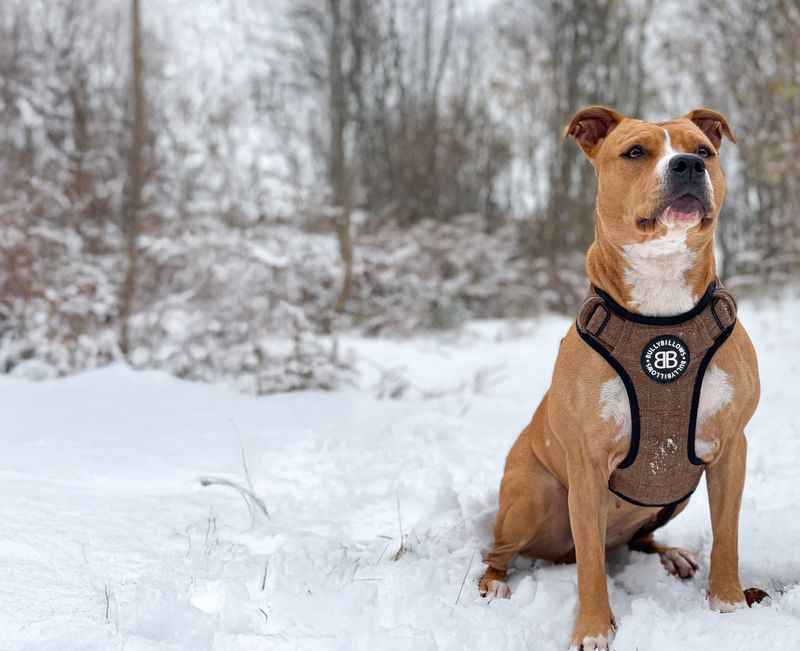Premium Dog Harnesses