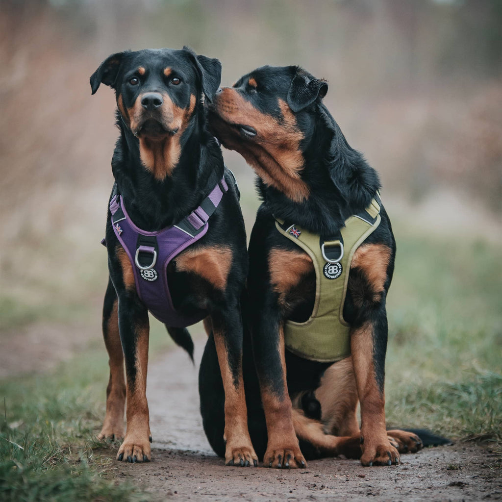 Rottie Family