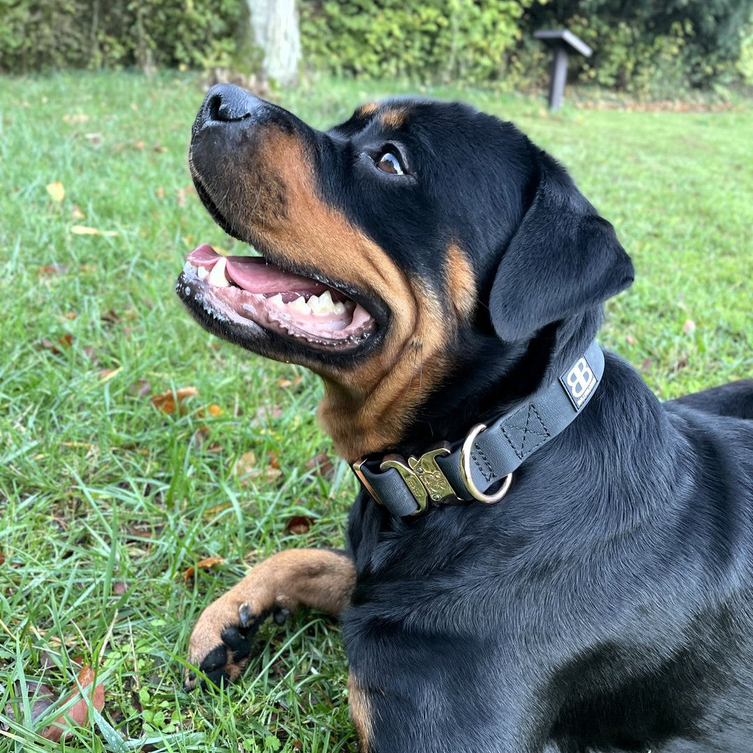 featured image of 4cm Combat Billowthane® Collar | Waterproof - Rose Gold
