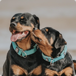 collars on Rottweilers