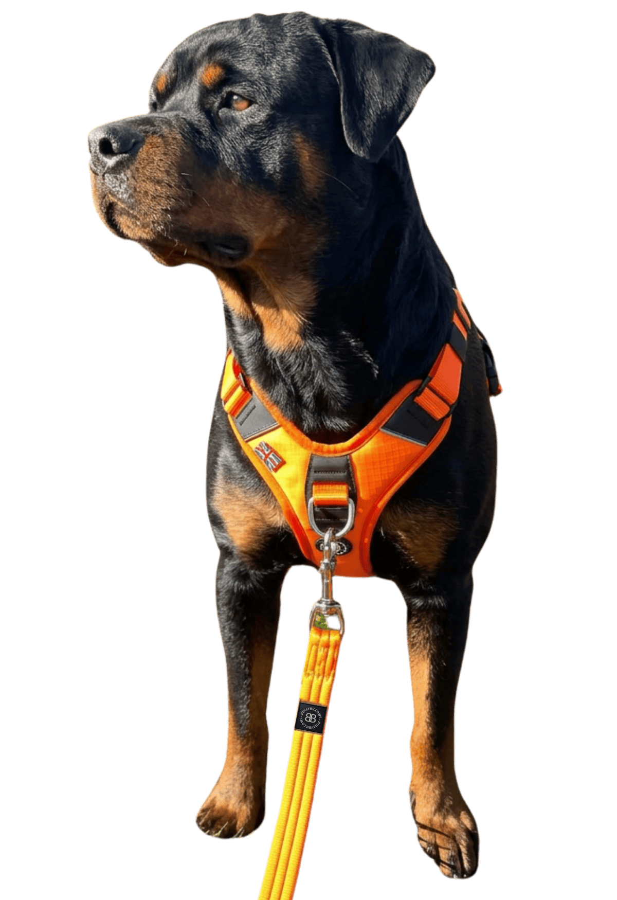 photo of Rottweilers