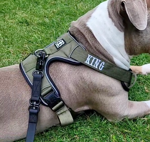 Khaki harness with white text in saloon font
