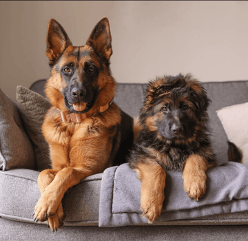 Bear 😇 , Bailey and Bruce 