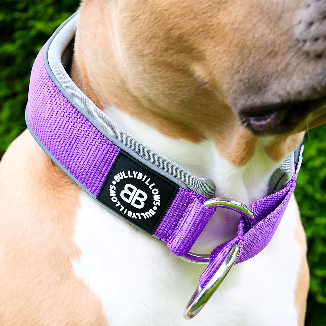 featured image of 5cm Slip on Collar | Foam Padded - Purple x Metal Grey