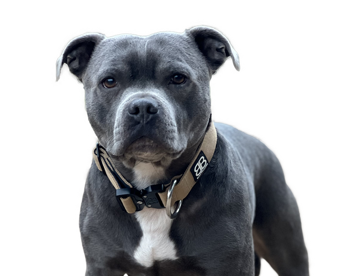 Staffy Accessories