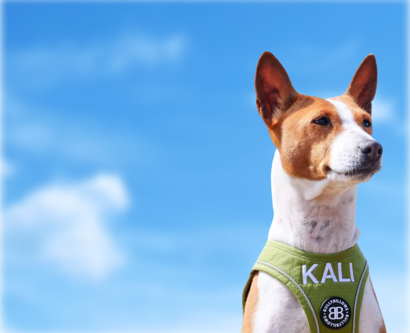 Step-In Dog Harnesses