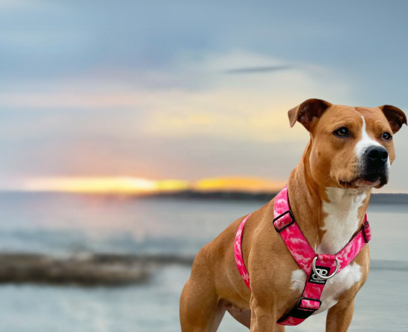 TRI-Harness® No-Pull Dog Harnesses