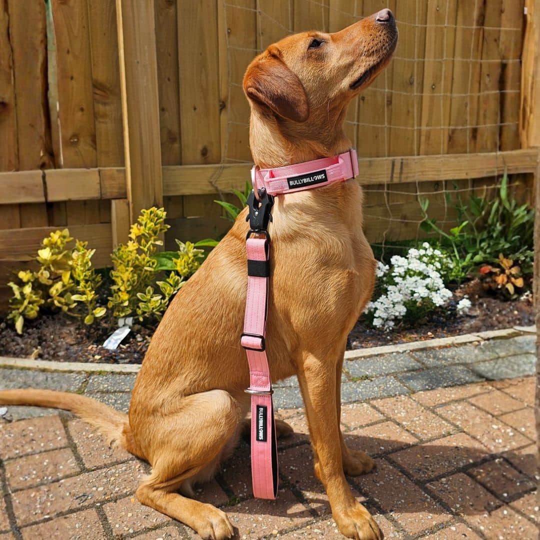 featured image of Adjustable Combat® Traffic Lead