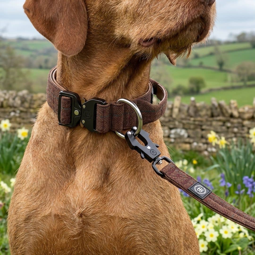 featured image of 4cm Tweed & Herringbone Combat® Collar | With Handle & Secure Clip
