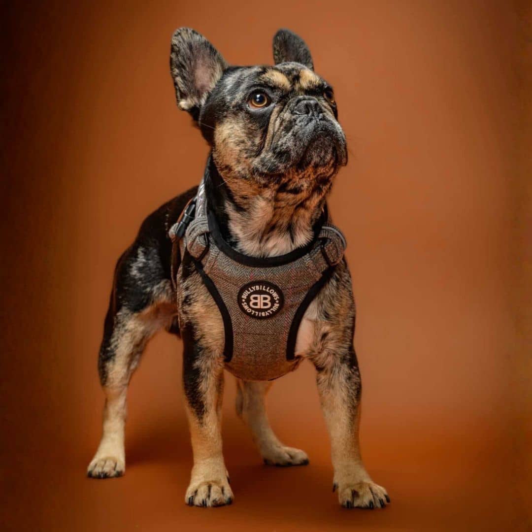 featured image of Premium Comfort Harness | Herringbone/Tweed
