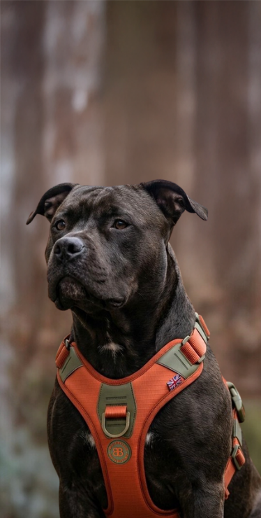 Hurricane Harness Reimagined