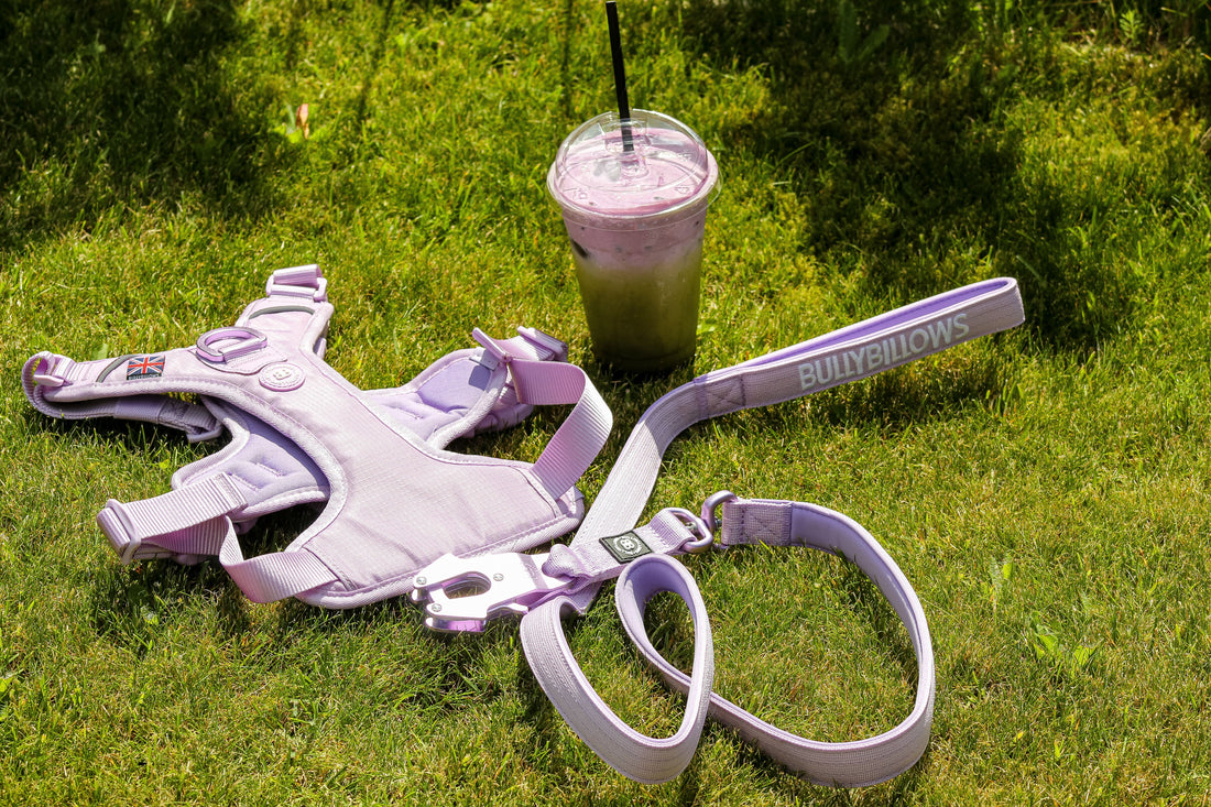 featured image of Anti Pull Hurricane Harness Lighter | With Handle - Lavender X Ube